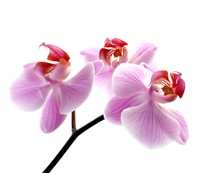 Pink Orchid Isolated On White