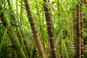 Wall Mural - Picture of a tropical forest background