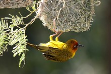 Cape Weaver Bird And Nest