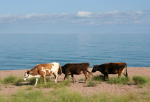 Kühe Am Issyk Kul - Kirgistan