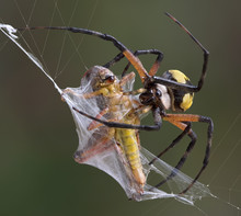 Argiope Spider Wrapping Hopper