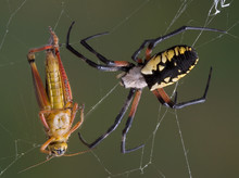 Argiope Spider With Hopper In Web