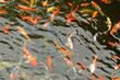 School of giant goldfish in a pool
