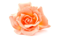 One Silk Orange Rose Over White Background
