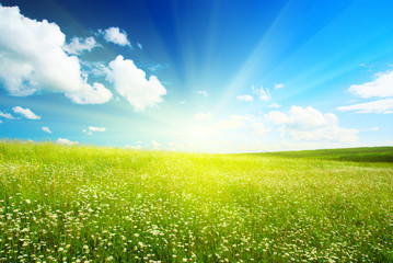 field of daisies