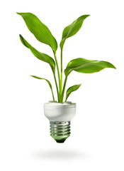 green growth from energy saving eco lamp