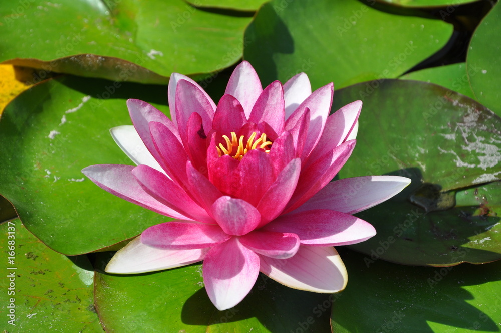 Wasserrose Stock Photo