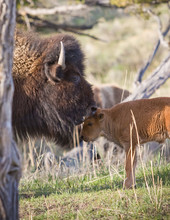Bison And Calf