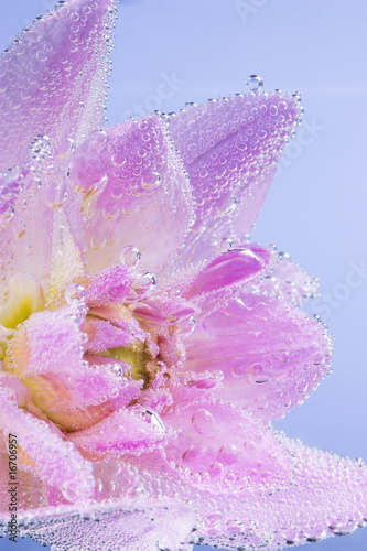 Fototapeta na wymiar Pink flower with air bubbles