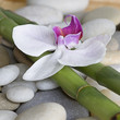 Orchidee auf Bambus