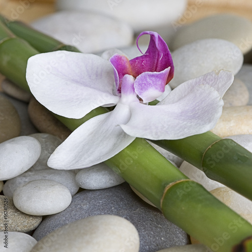Obraz w ramie Orchidee auf Bambus