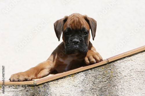 Portrait D Un Serieux Chiot Boxer Marron De Face Stock Photo Adobe Stock