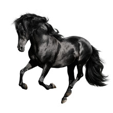 Black Horse Runs Gallop Isolated On White Backgrond