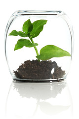 Wall Mural - plant protected in glass