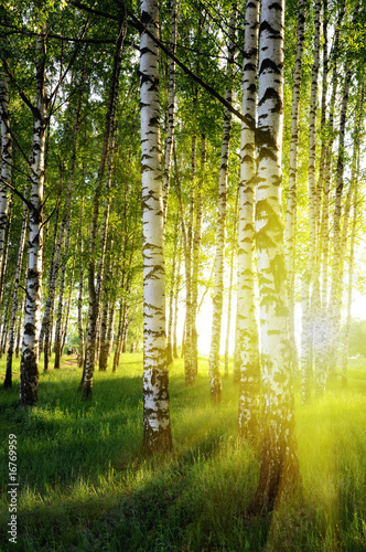 Nowoczesny obraz na płótnie birch trees in a summer forest