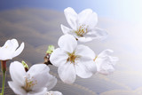 Fototapeta Kwiaty - 桜、和風イメージ