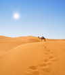 desert and camel