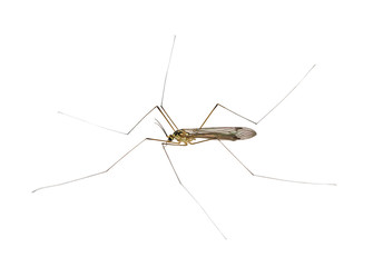 Wall Mural - isolated big mosquito