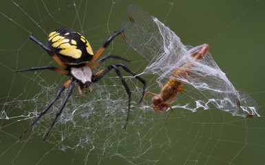 Canvas Print - Spider catches dragonfly