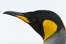 King Penguin (Aptenodytes Patagonicus)