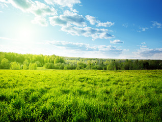 Canvas Print - sunset in spring forest