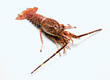 Crayfish (Languste)