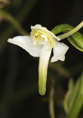 Canvas Print - Greater butterfly-orchid (platanthera chlorantha) Macro photo.