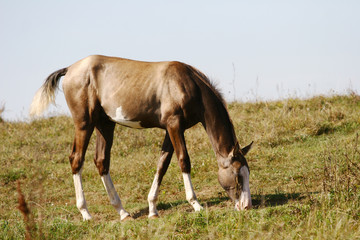Fototapete - grey filly on field