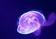 Purple jellyfish