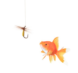 Wall Mural - Golden fish and a fishing hook isolated on white