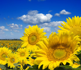 Obraz na płótnie słoneczniki na polu