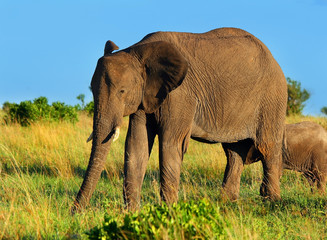 African Elephant in the wild