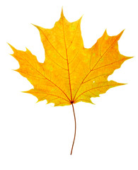 Wall Mural - autumn maple-leaf