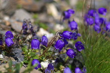 Wild Mountain Flowers
