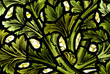 Stained glass pattern