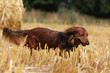 © Dogs - teckel à poil long marchant parmi les fétus de paille
