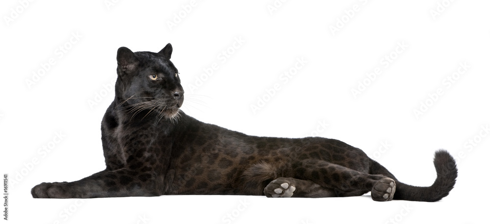 Black Leopard, 6 years old, in front of a white background - obrazy, fototapety, plakaty 