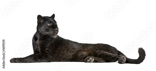 Cuadros en Lienzo Black Leopard, 6 years old, in front of a white background