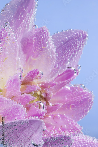 Naklejka - mata magnetyczna na lodówkę Pink flower with air bubbles