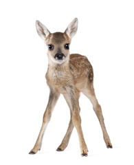 Wall Mural - Roe Deer Fawn, standing against white background