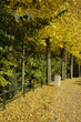 ambiance automne, quartier Pfaffental, Luxembourg ville, am BŽin
