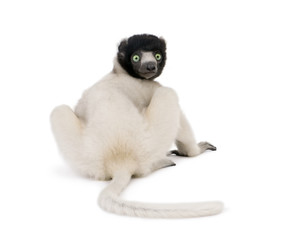 Wall Mural - Crowned Sifaka,sitting against white background