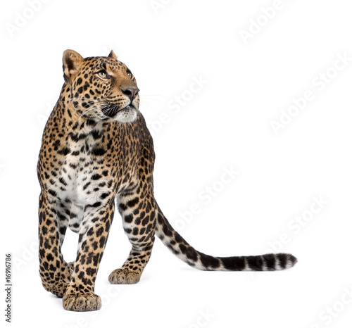 Fotografía Leopard, walking and looking up against white background