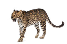 Leopard Walking In Front Of A White Background, Studio Shot