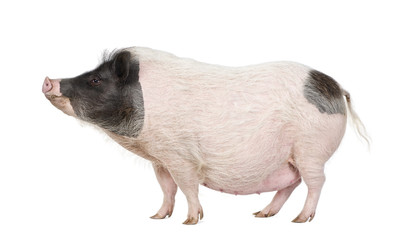 Wall Mural - Gottingen minipig standing against white background