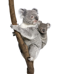 Wall Mural - Koala bears climbing tree, in front of white background