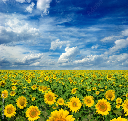 bedruckte Wasserabweisende Stoffe - yellow field of sunflowers (von Igor Chaikovskiy)