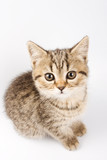 Fototapeta Koty - British kitten on white background