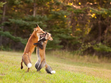 Young Foxes Honing Their Hunting Skills