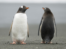 Gentoo Penguins Keeping Watch
